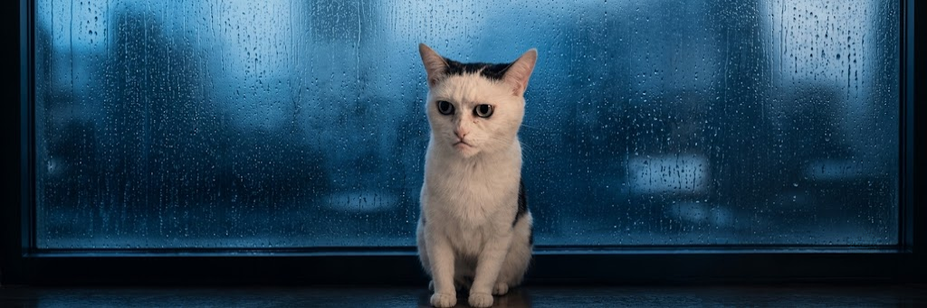 Upset Cat sitting by the window at night